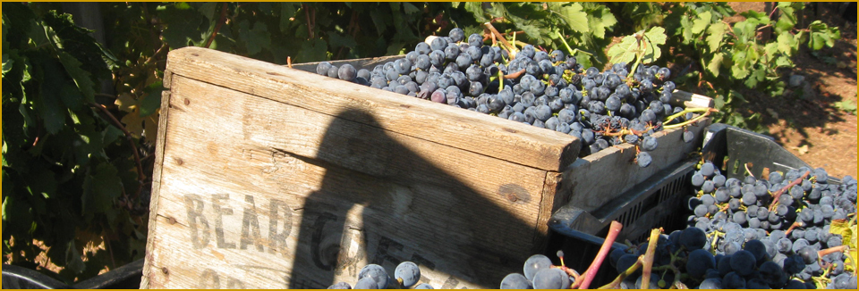 Merlot Harvest at Naumann Vineyards